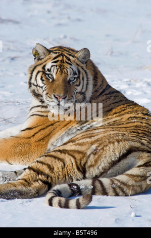O di Amur tigre siberiana Panthera tigris altaica rilassante in inverno in Cina Heilongjiang Foto Stock