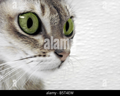 Cat face closeup Foto Stock