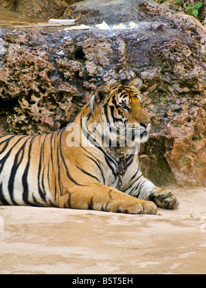 Tiger sdraiato a Tiger tempio vicino a Kanchanaburi Thailandia JPH0138 Foto Stock