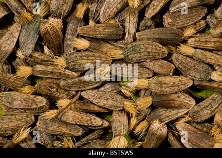 Semi di bardana maggiore Arctium lappa in autunno Dorset Foto Stock