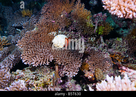 Il granchio eremita sul ramo di corallo della grande barriera corallina in Australia Foto Stock