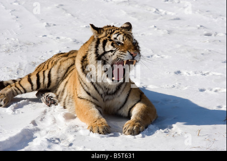 Di Amur tigre siberiana Panthera tigris altaica sbadigli in inverno in Cina Heilongjiang Foto Stock