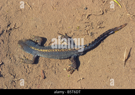 Triturus (Ichthyosaura / Mesotriton alpestris), tritone alpestre maschio Foto Stock