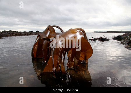 Le alghe nel mare di close-up sulla spiaggia Foto Stock