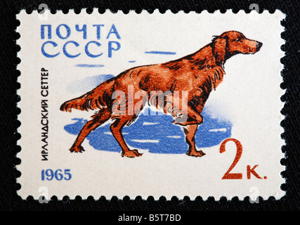 Setter Irlandese, Rosso Setter, francobollo, URSS (Russia), 1965 Foto Stock