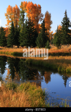 Alberi in autunno si riflette sul beaver stagno vicino Schwabacher sbarco. Teton National Park, Wyoming Foto Stock