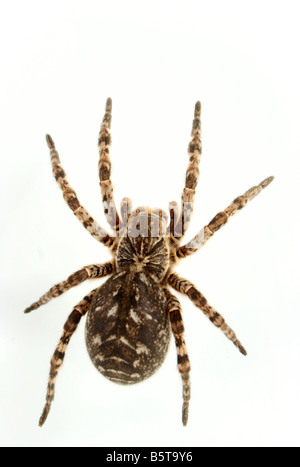 Non tutte le persone altrettanto bene la preoccupazione per i ragni Foto Stock