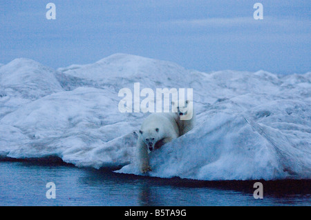 Orsi polari su un iceberg oceano artico orientale Beaufort Sea baia di Camden North Slope ANWR dell'Alaska Foto Stock