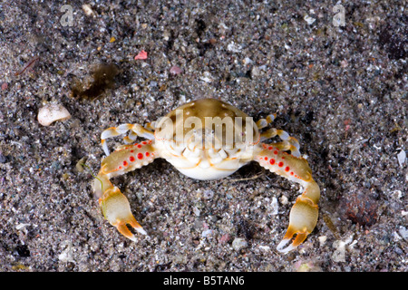 Il granchio di ciottoli, Leucosia pubescens, burries stesso completamente nella sabbia per sfuggire ai predatori, Komomo, Indonesia. Foto Stock