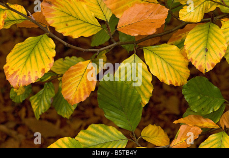 Il faggio Fagus sylvatica foglie girando in autunno Foto Stock