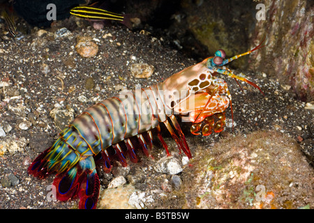 Una canocchia pavone, Odontodactylus scyllarus, Komomdo, Indonesia. Foto Stock