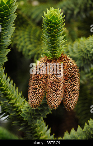 Coni e disposte a spirale pungenti foglie di monkey puzzle tree Araucaria araucana Foto Stock