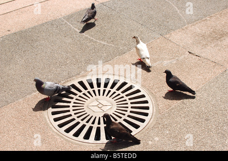 Cinque piccioni in prossimità di un chiusino su un marciapiede in città Foto Stock