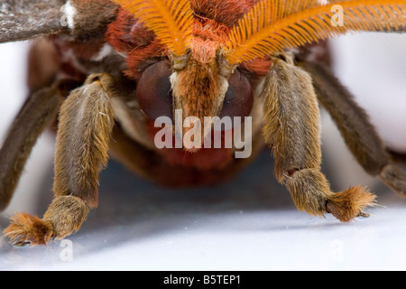 Close up femmina falena Atlas Attacus atlas testa e antenne. Campione controllato. Foto Stock