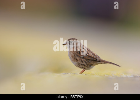 Unico Dunnock Prunella modularis permanente sulla parete del mare con sfondo giallo su isole Scilly. Foto Stock