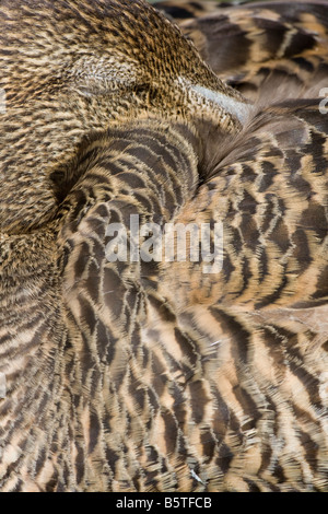 Close up astratto della femmina di Eider Somateria mollissima Foto Stock