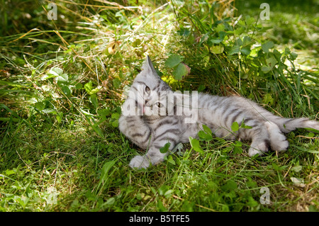 British Shorthair kitten 10 settimane - sdraiato sul prato - preening stesso Foto Stock