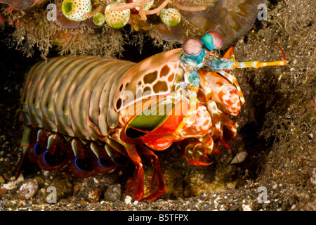 Una canocchia pavone, Odontodactylus scyllarus, Komomdo, Indonesia. Foto Stock