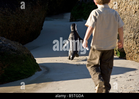 Sud Africa la zona intorno a Cape Town Boulders beach home di una colonia di nero e di bianco i Penguins africani Foto Stock