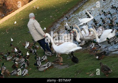 Il vecchio uomo alimentazione di uccelli vicino al laghetto Foto Stock