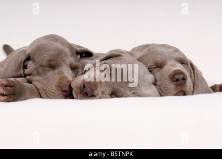 Tre cuccioli Weimaraner - dormire - tagliare Foto Stock