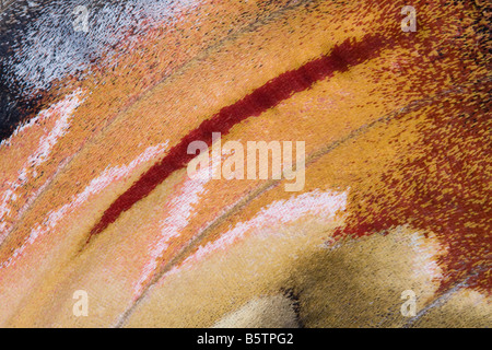 Close up femmina falena Atlas Attacus atlas ala che mostra i singoli colori in scala. Campione controllato. Foto Stock