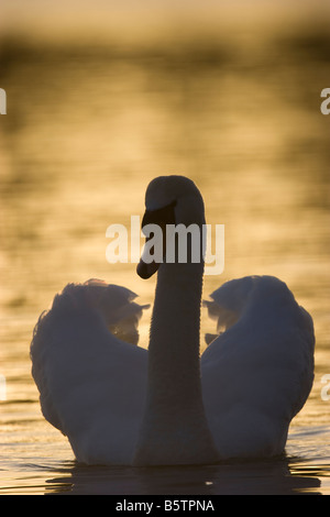 Cigno Cygnus olor nuoto con garbo contro acqua gialla a sunrise. Foto Stock