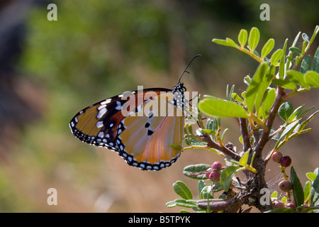 Plain Tiger Danaus chrysippus Sardaigna in Italia Foto Stock
