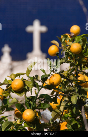 Arancione della frutticoltura nella parte anteriore di piastrelle blu cupola del Museo delle Belle Arti o il Museo de Bellas Artes di Valencia Spagna Foto Stock