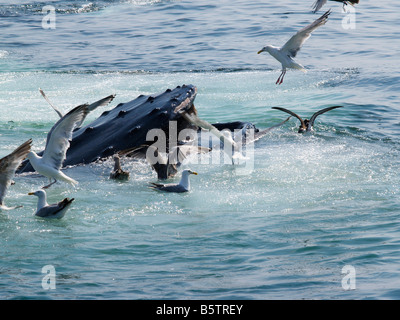 Humpback Whale bolla alimentazione rete Stellwagen Bank Boston Massachusetts, STATI UNITI D'AMERICA Foto Stock