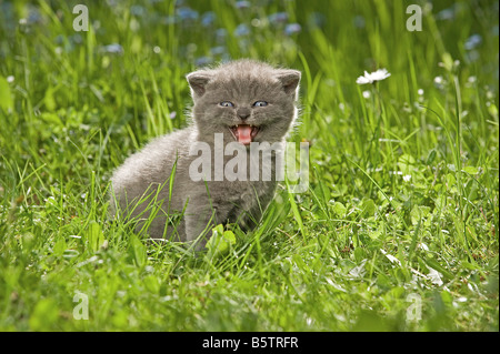 British Shorthair cat - kitten quattro settimane seduto sul prato Foto Stock