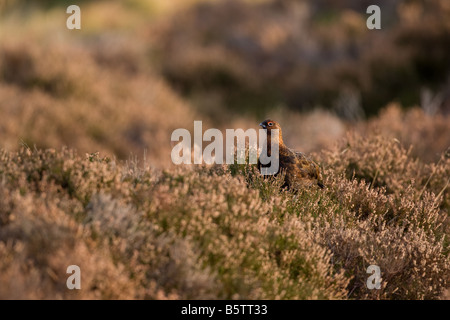 Red Grouse in heather nelle Highlands scozzesi Foto Stock