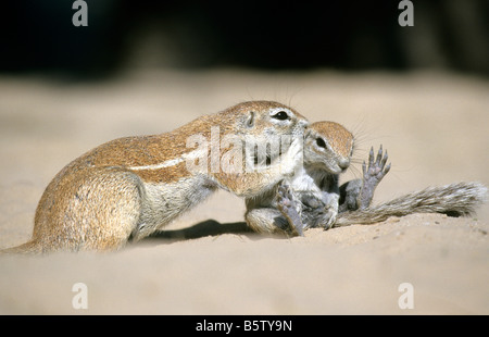 Massa del capo scoiattolo (Xerus inauris), madre seduta di toelettatura youngster Foto Stock