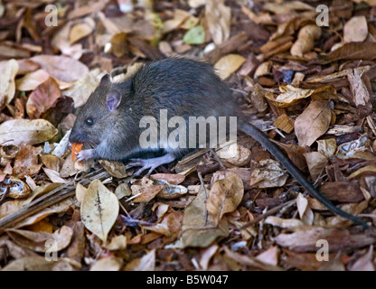 Wild norvegese ratto marrone (Rattus norvegicus), Regno Unito Foto Stock