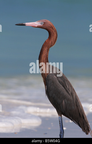 Foto di stock di un colore rossastro Garzetta sulla spiaggia della Florida Foto Stock