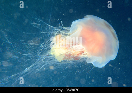 I Lions Mane, Giant meduse, Hairy Stinger, Mare Blubber, mare ortica, Rosa Medusa (Cyanea capillata) Foto Stock