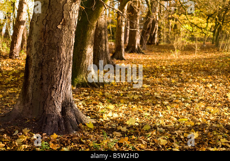 Solitario percorso di Bosco in autunno Foto Stock