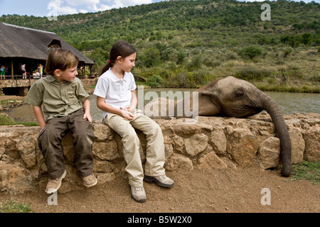 Sud Africa la proprietà privata Sun City nella parte settentrionale del paese alimentando gli elefanti Foto Stock