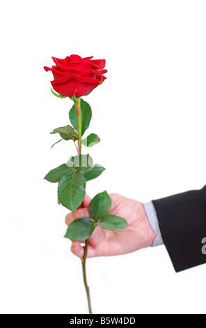 S Man mano che tiene una rosa rossa su sfondo bianco Foto Stock