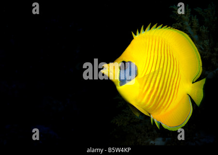 Close-up di guancia blu o mascherato butterflyfish (Chaetodon semilarvatus). Foto Stock