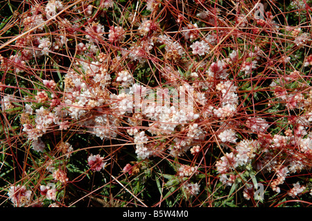 Tremava Cuscuta epithymum Cuscutaceae su gorse REGNO UNITO Foto Stock
