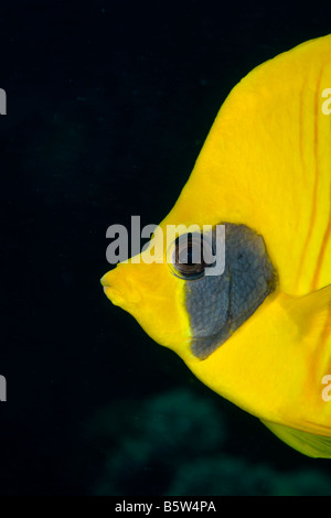 Close-up di guancia blu o mascherato butterflyfish (Chaetodon semilarvatus). Foto Stock