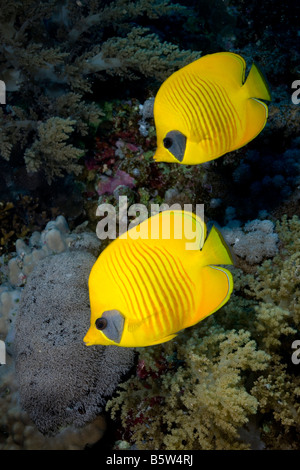 Close-up di guancia blu o mascherato butterflyfish (Chaetodon semilarvatus). Foto Stock