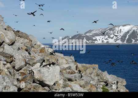 Little auk o dovekie (Alle alle) colonia Foto Stock