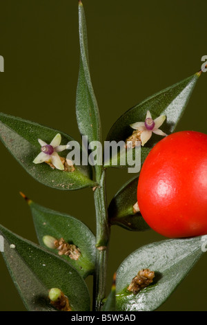 Rusco Ruscus aculeatus in fiore e frutto autunno nuova foresta Hants Foto Stock