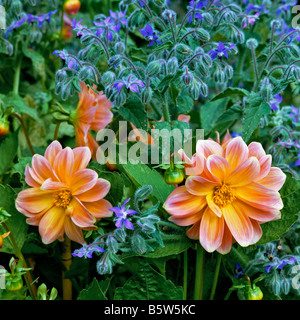 Un giardino dettaglio della fioritura borragine e una Rosa dalia Foto Stock