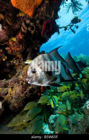 Atlantic spadefish (Chaetodipterus faber) con altri pesci scolarizzazione in background, Florida Keys. Foto Stock