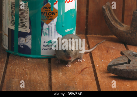 House mouse Mus musculus Midlands UK Foto Stock