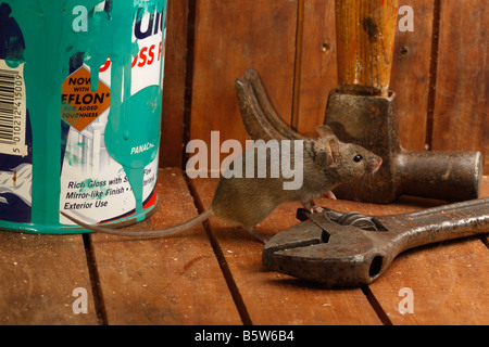 House mouse Mus musculus Midlands UK Foto Stock