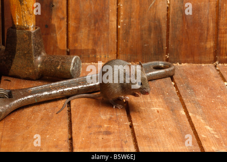 House mouse Mus musculus Midlands UK Foto Stock